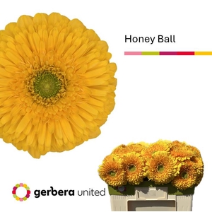 Gerbera Pomponi Honey Ball Water