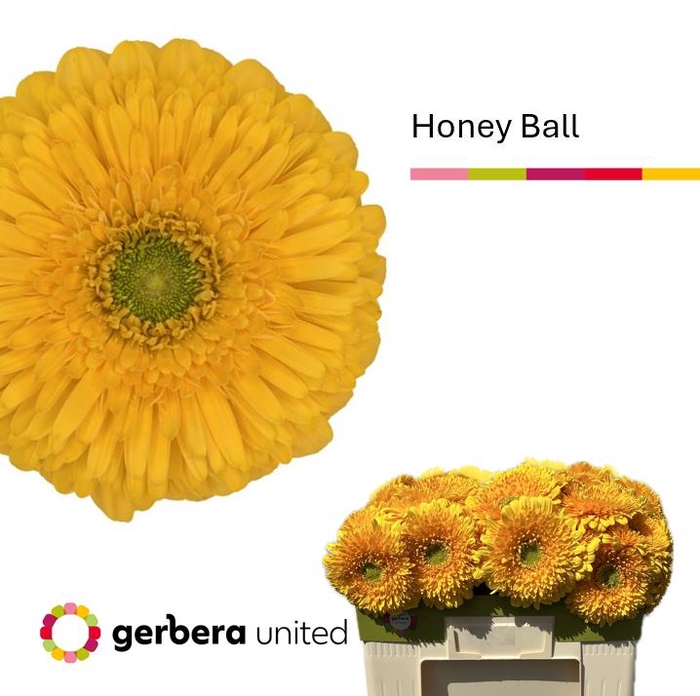 <h4>Gerbera Pomponi Honey Ball Water</h4>