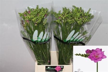 <h4>FR DU CHERISE</h4>