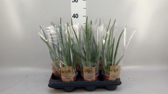 <h4>Aloe vera</h4>