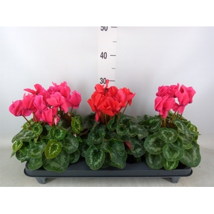 Cyclamen GR 'Leopardo'