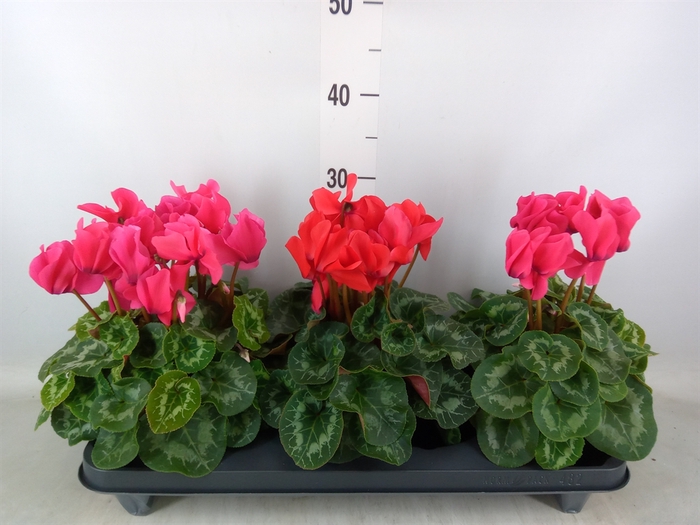 <h4>Cyclamen GR 'Leopardo'</h4>