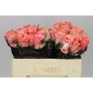 Rosa Gr Blushing Reeva