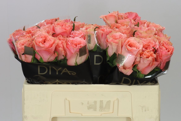 <h4>Rosa Gr Blushing Reeva</h4>