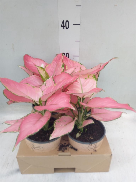 <h4>Aglaonema   ...</h4>