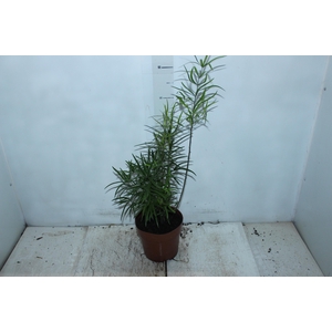 ASPARGO FALCATUS P17
