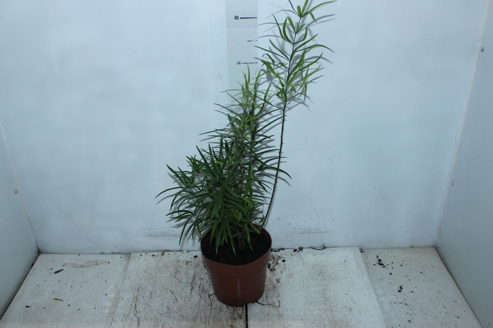 <h4>ASPARGO FALCATUS P17</h4>