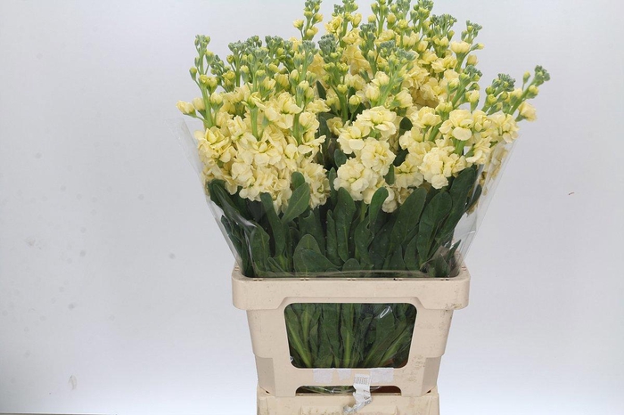 <h4>MATTH IRON YELLOW</h4>