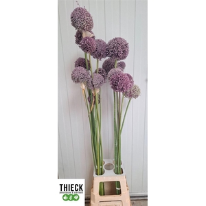 Allium Grootbloemig