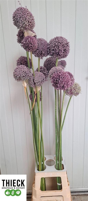 <h4>Allium Grootbloemig</h4>