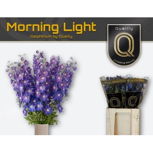 DELPHINIUM DU 'DELPHIS MORNINGLIGH'
