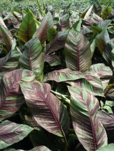 Musa overig