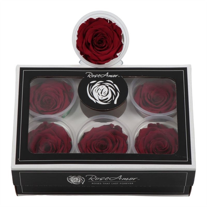 Rosa Preserved Ll Red 01