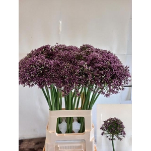 ALLIUM  MIAMI