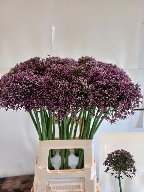 <h4>ALLIUM  MIAMI</h4>
