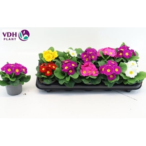 PRIM AC PARADISO GEM