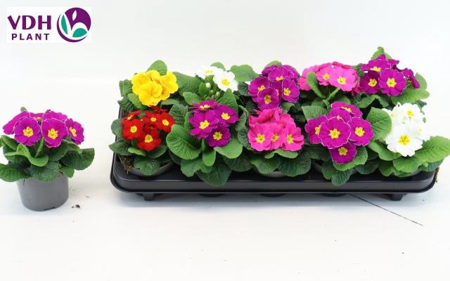 <h4>PRIM AC PARADISO GEM</h4>