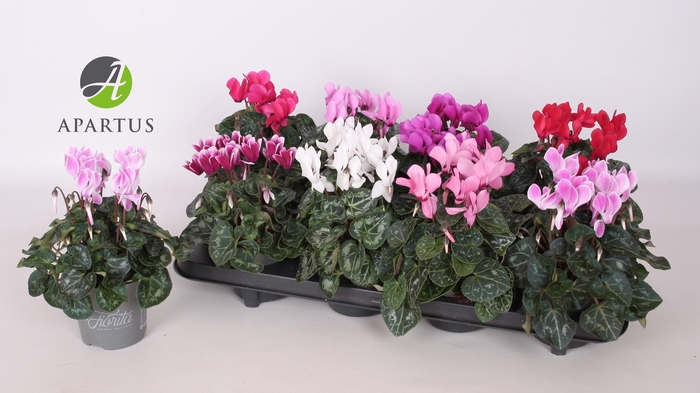 <h4>CYCL KL SUP CARINO</h4>