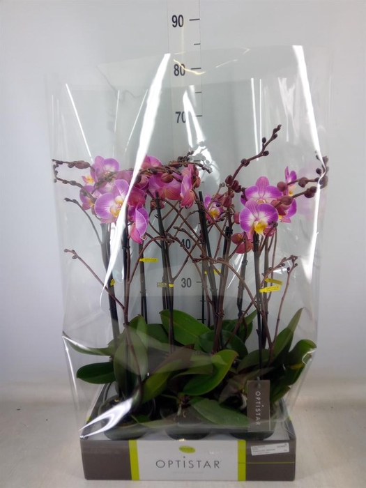 <h4>Phalaenopsis   ...lilac</h4>