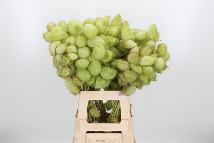 <h4>Asclepia Moby Dick</h4>