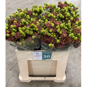 EUS G ROSAN TERRACOT