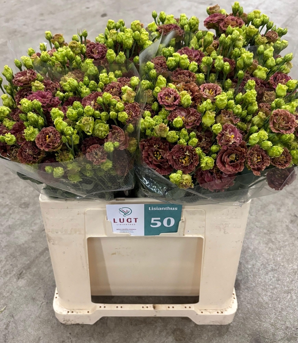 <h4>EUS G ROSAN TERRACOT</h4>