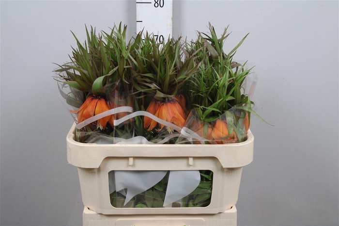 <h4>Fritillaria Sunset</h4>