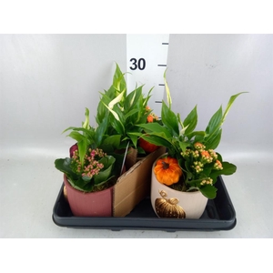 Arr. Planten L%
