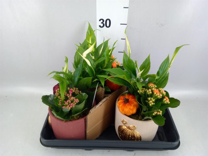 <h4>Arr. Planten L%</h4>