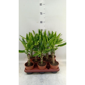 Dracaena frag. 'Golden Coast'