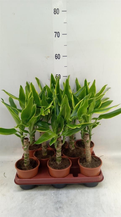 <h4>Dracaena frag. 'Golden Coast'</h4>