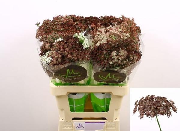 <h4>DAUCUS CAROTA DARA</h4>