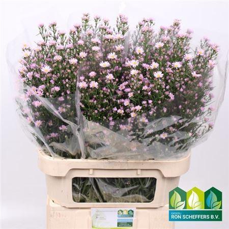 <h4>Aster Un Claudia</h4>