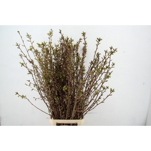 PRUNUS SERRULATA KANZAN PER STEM 150CM