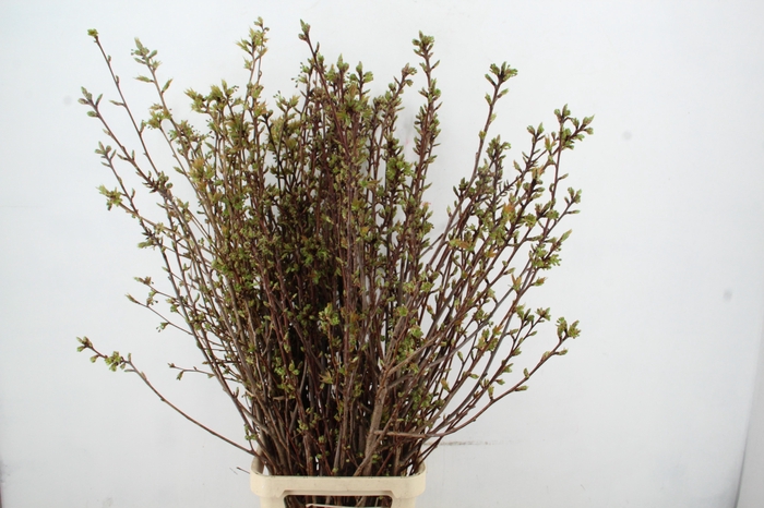 <h4>PRUNUS SERRULATA KANZAN PER STEM 150CM</h4>