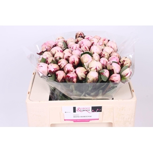 Paeonia Reine Hortense | Heavy Quality