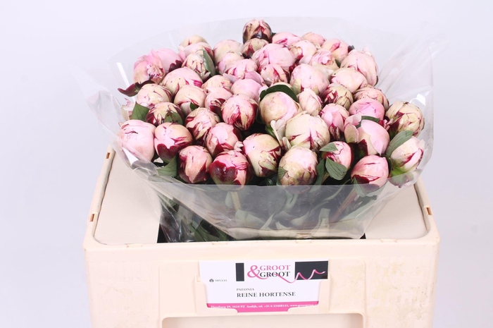 <h4>Paeonia Reine Hortense | Heavy Quality</h4>