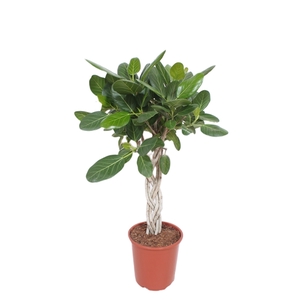 Ficus Benghalensis