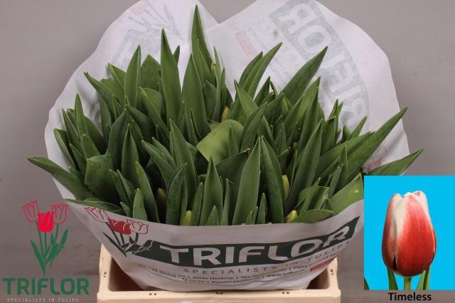 <h4>TU EN TIMELESS</h4>