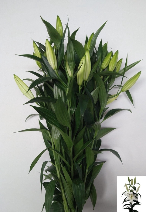 <h4>LI OR HELVETIA</h4>