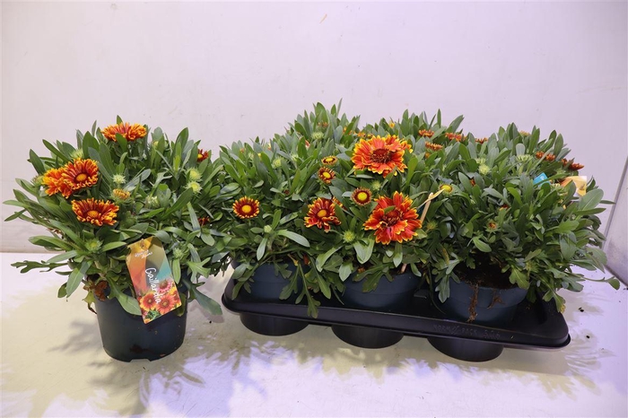 <h4>Gail Kobold</h4>