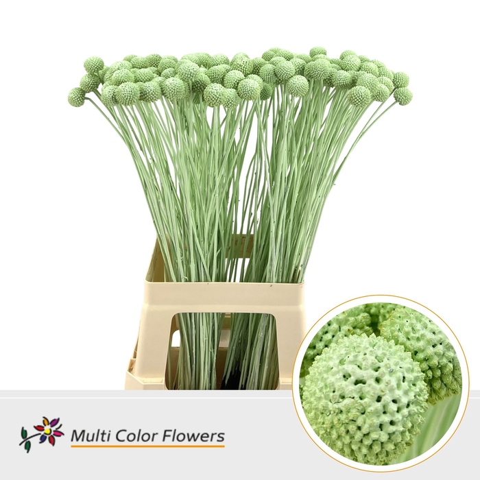 <h4>Craspedia Mint</h4>