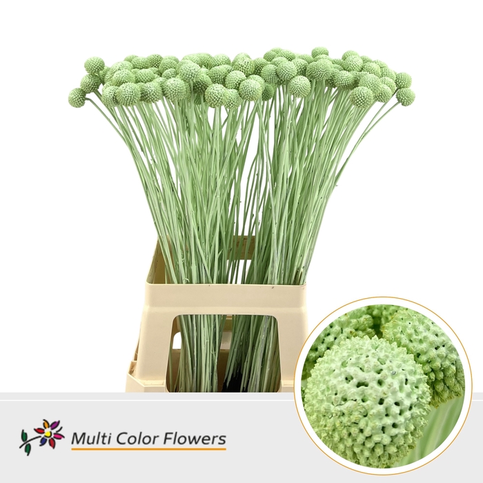 <h4>Craspedia Mint</h4>