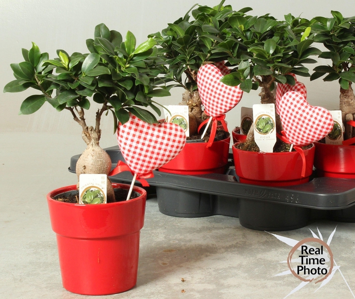 <h4>FIC MI GINSENG</h4>