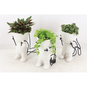 arr3 SN - Ker. pop hang mix x12