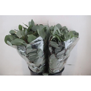 Euca Populus Short 150gr P Bunch
