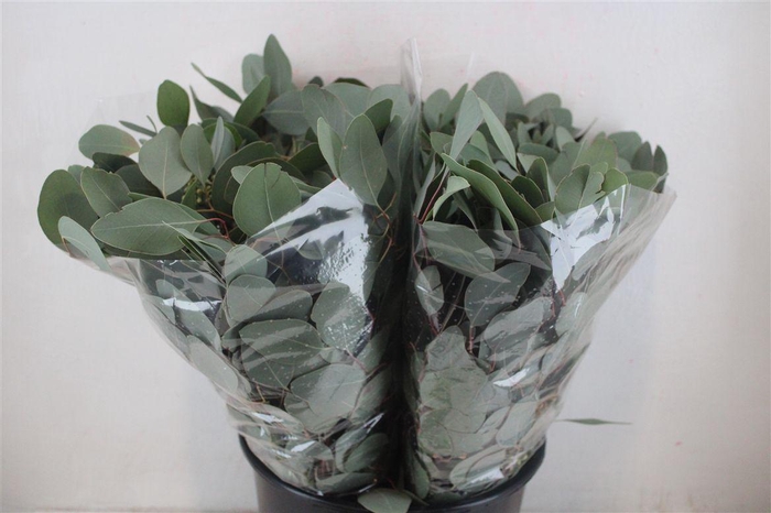 <h4>Euca Populus Short 150gr P Bunch</h4>