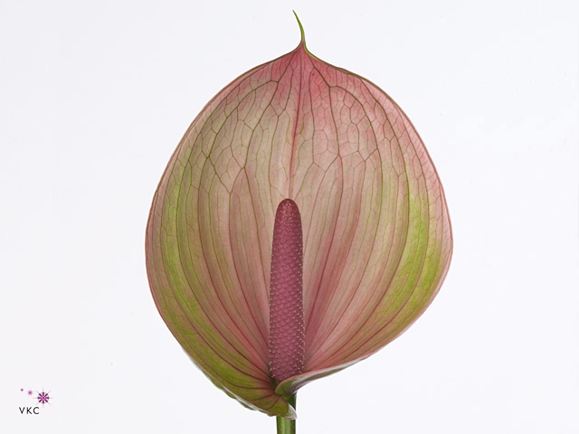 Anthurium Peruzzi