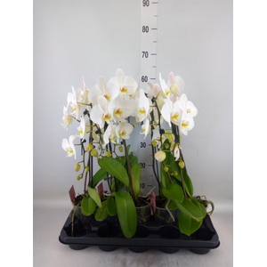 Phalaenopsis   ...white