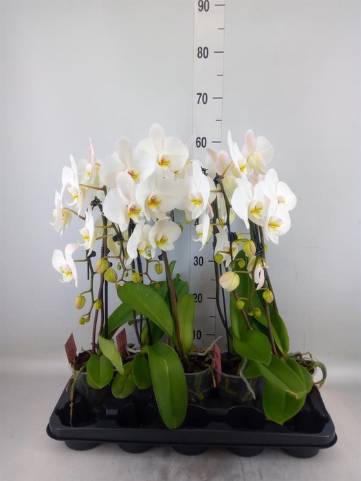 <h4>Phalaenopsis   ...white</h4>